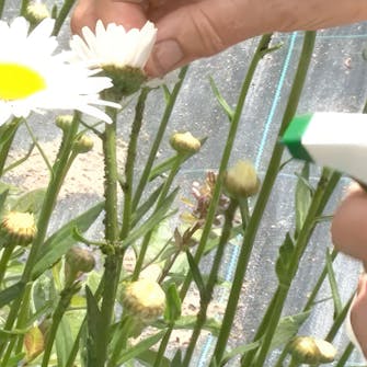 kirvat perennoissa kirvat perennoissa